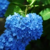 ハートのカタチ 紫陽花