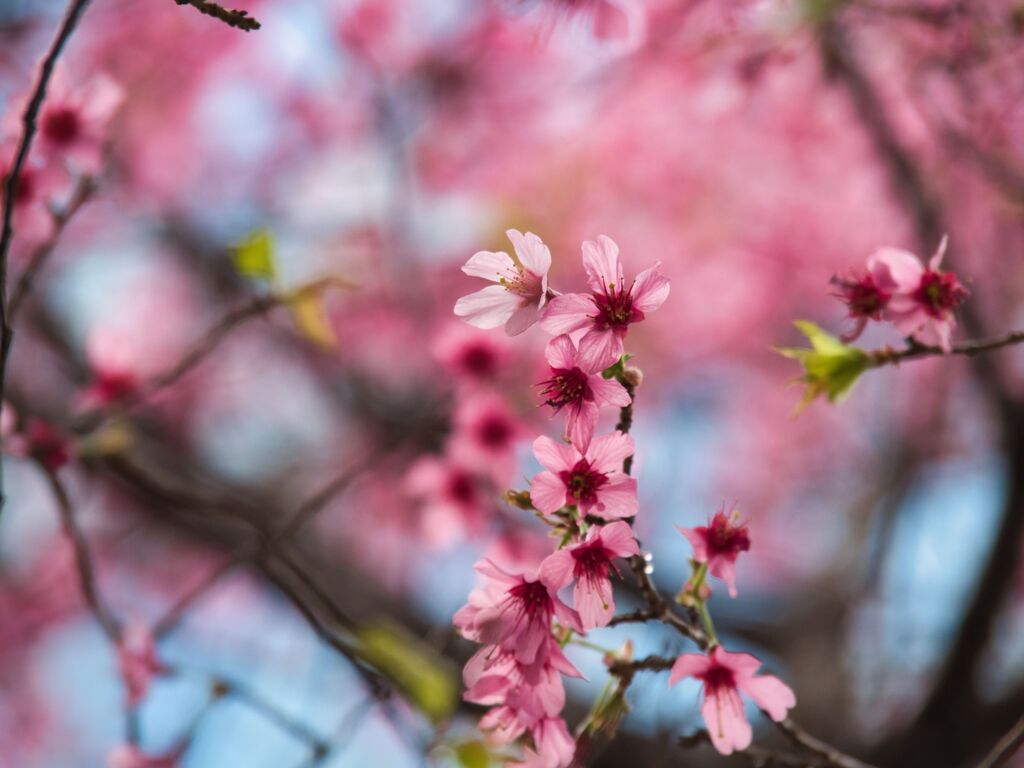 日本橋室町の桜　　　（おかめ桜）