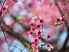 日本橋室町の桜　　　（おかめ桜）