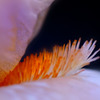 German iris