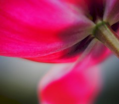 Tulipes en pleine floraison