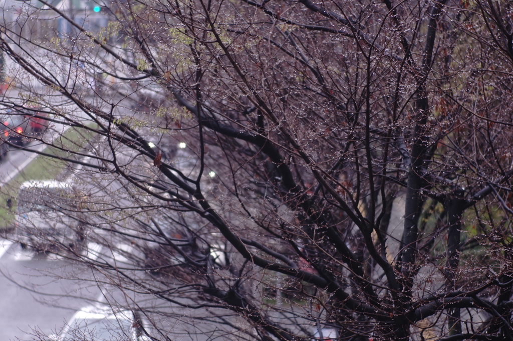 雨つぶを纏う