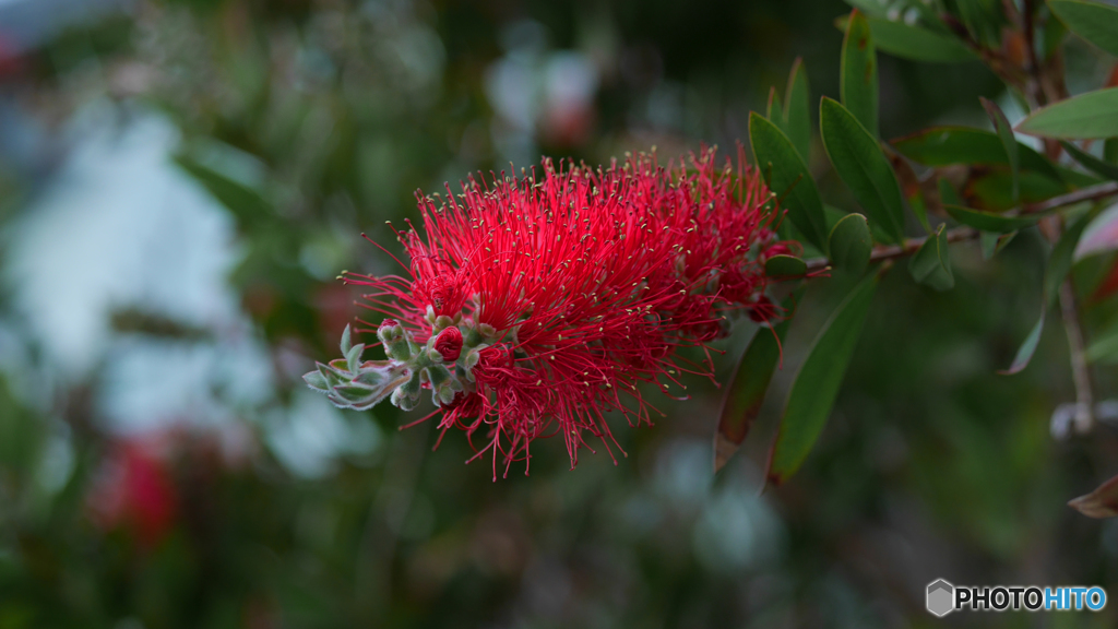 Bottle brush