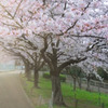 早朝散歩