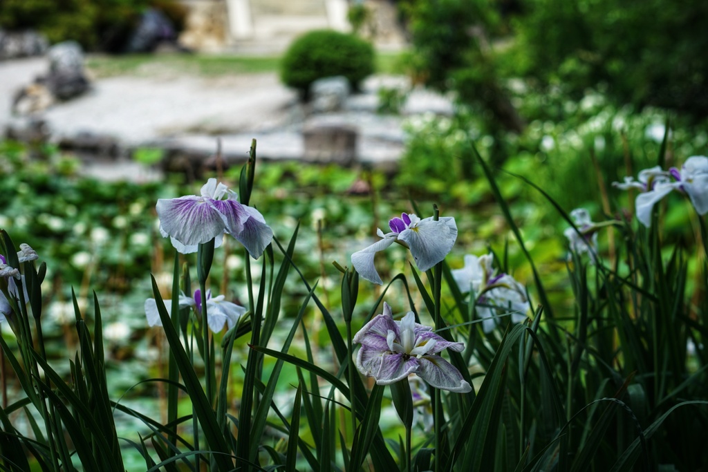 菖蒲・・・観修寺