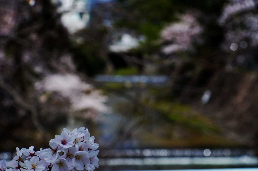 夙川の桜