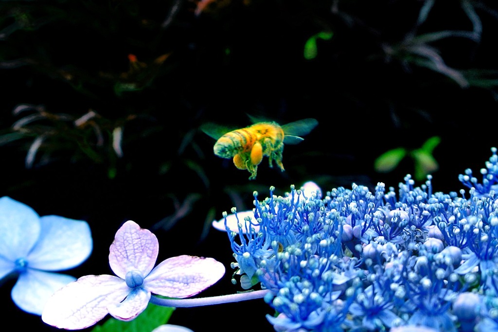 Busy bee
