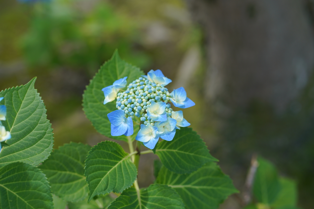 紫陽花に添えて