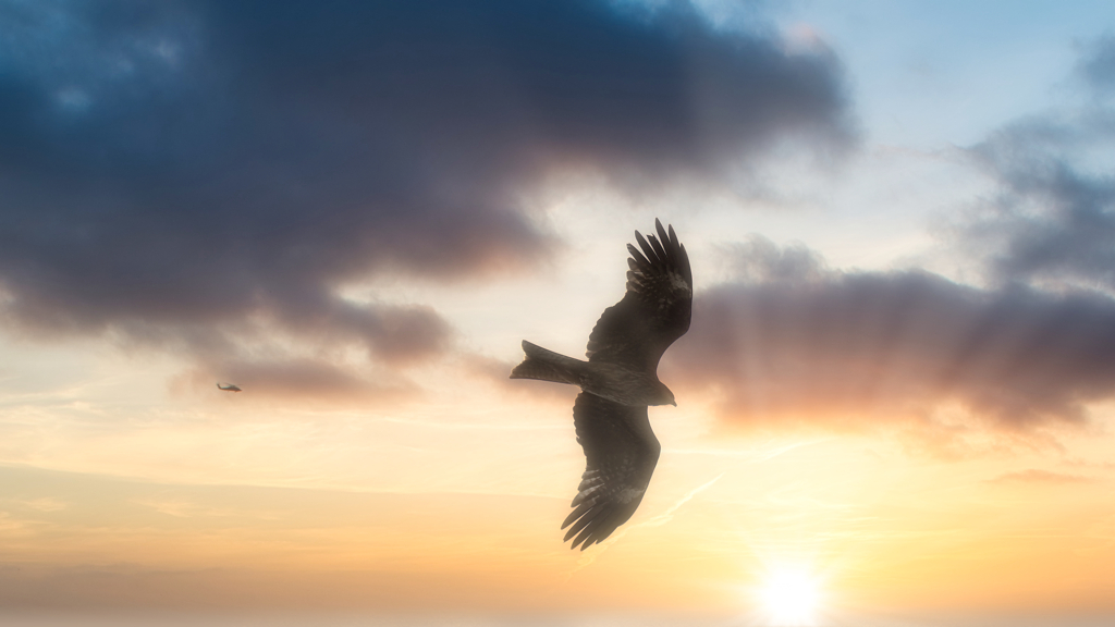 海峡の鳶