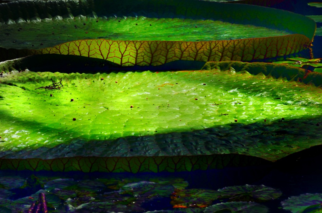 Victoria amazonica