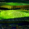 Victoria amazonica
