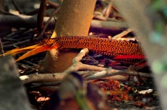 Golden Pheasant