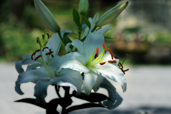 夏花