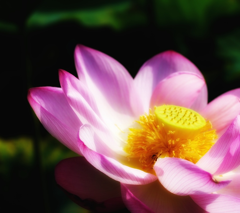A Lotus Grows in the Mud.