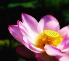 A Lotus Grows in the Mud.