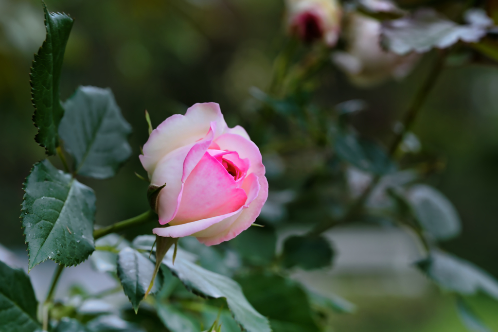 Le Nom de la Rose