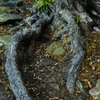 明石城の樹々
