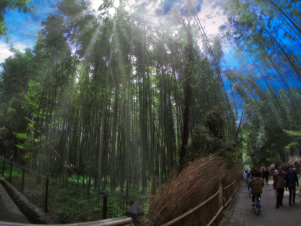 嵯峨野