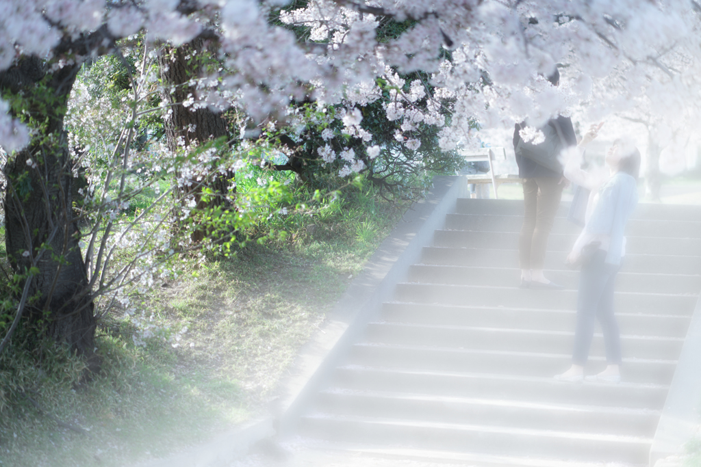 花見のカタチ