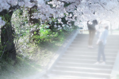 花見のカタチ