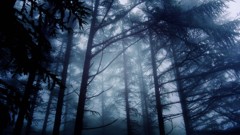 森の霧雨