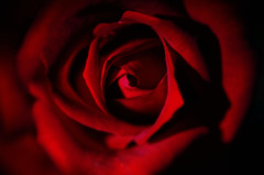 Rose de passion　　情熱の薔薇を抱いて
