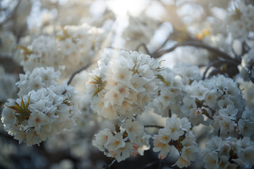 桜の心