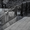 Arched Bridge