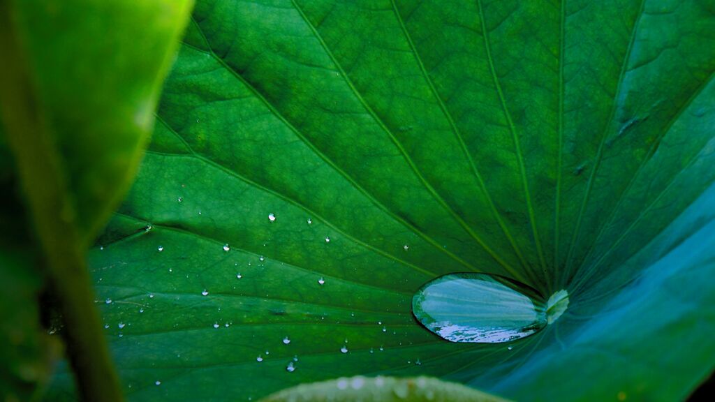 Lotus Effect
