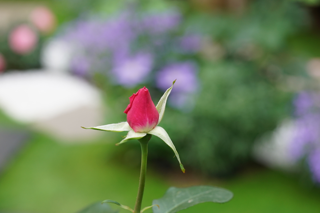 萌芽