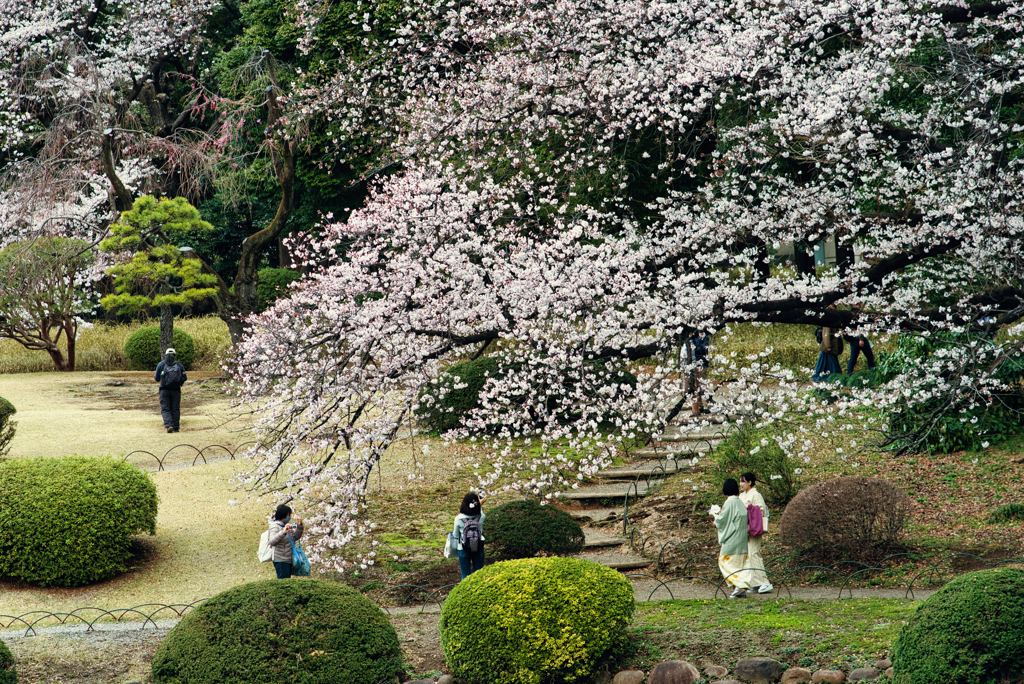 桜を楽しむ人々