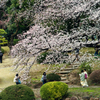 桜を楽しむ人々