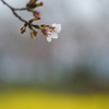 藤原京の桜