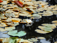 Automne blanc nénuphar