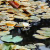 Automne blanc nénuphar