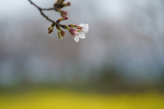 花の色は