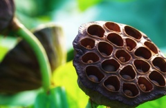 Lotus fruit (蓮の実)