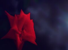 Crimson Glory