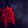 Crimson Glory