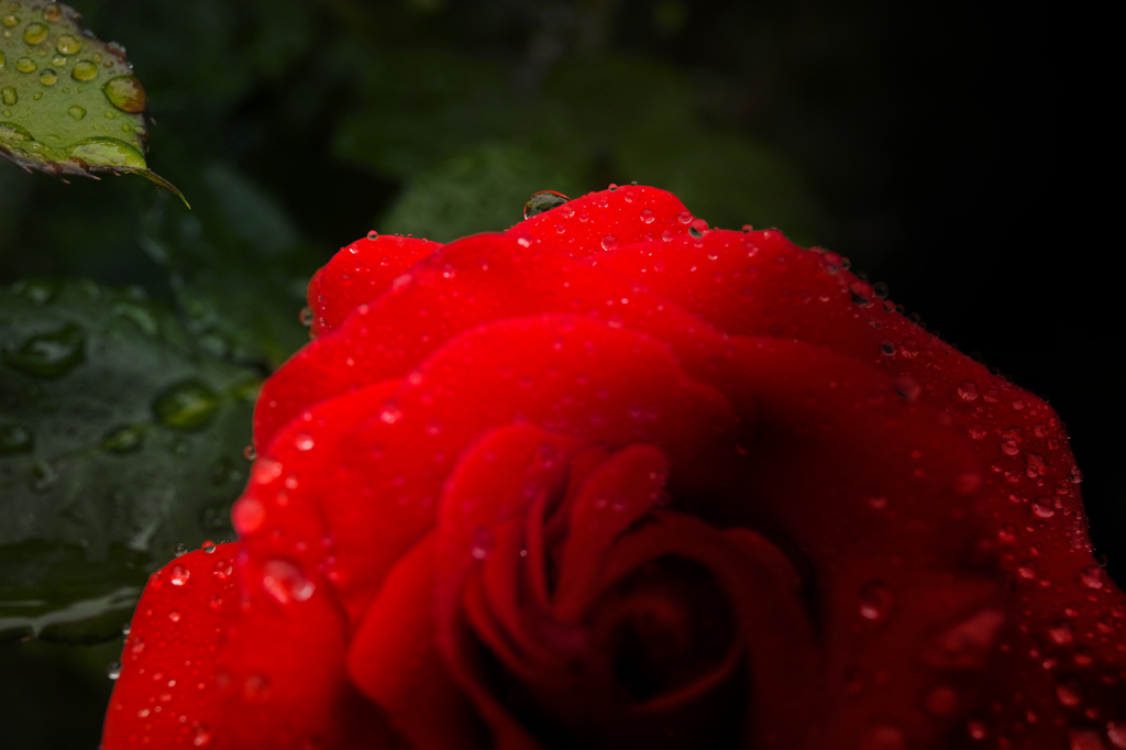 雨にうたれる薔薇