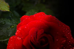 雨にうたれる薔薇