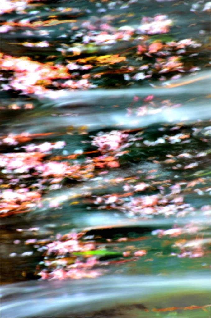 流れゆく花たち