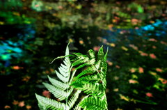 リョウメンシダ