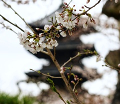 東寺の桜