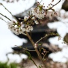 東寺の桜