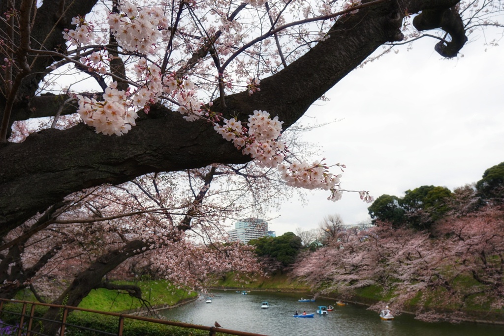 千鳥ヶ淵緑道の桜