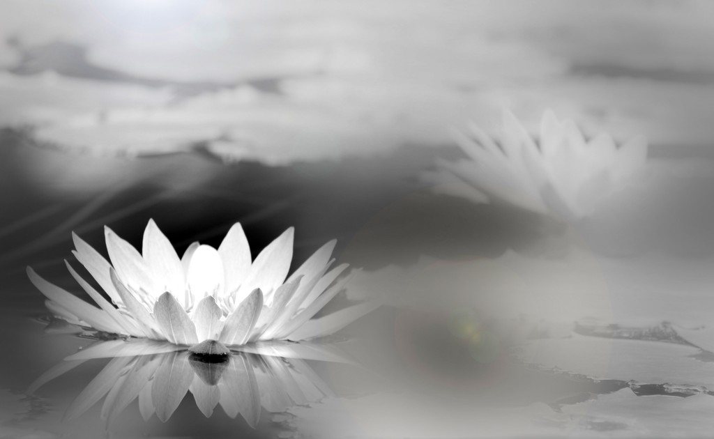 Water lily