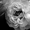 El amor de la rosa blanca