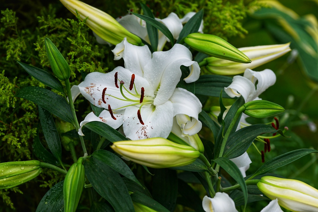 Lilium ‘Casa Blanca’