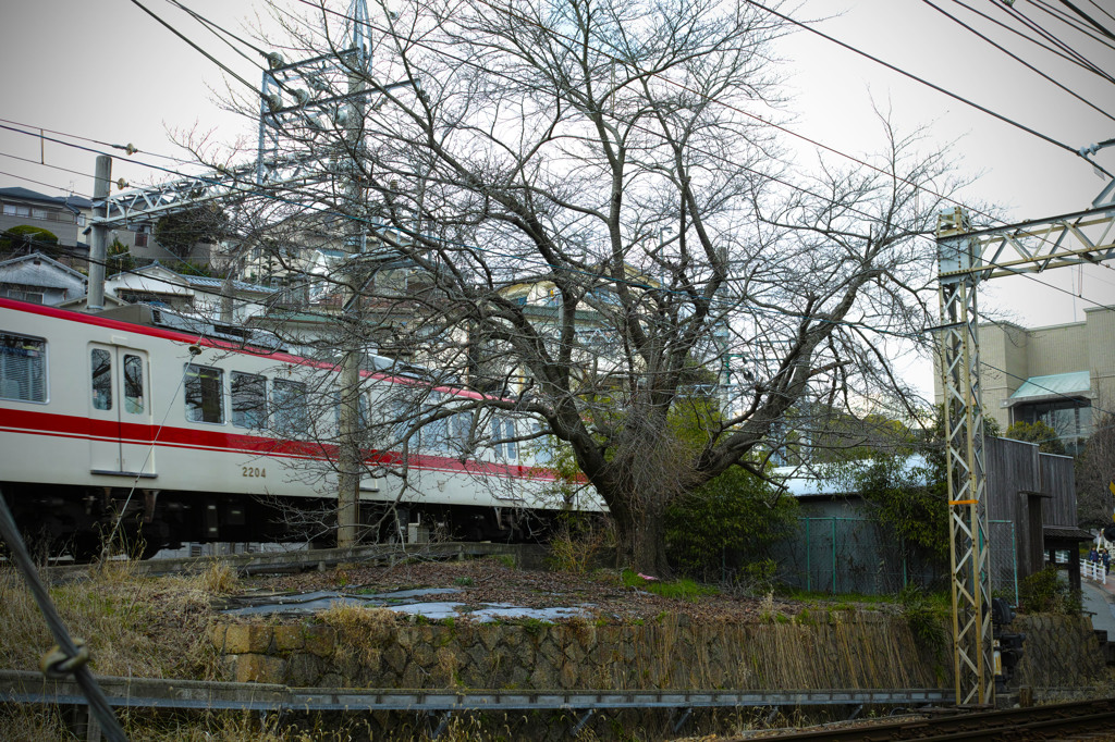 線路の中のさくら